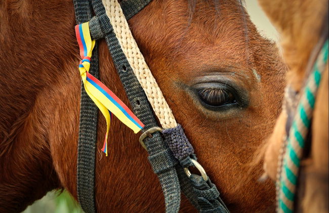 Silvia Horseback Riding Tour - Photo 1
