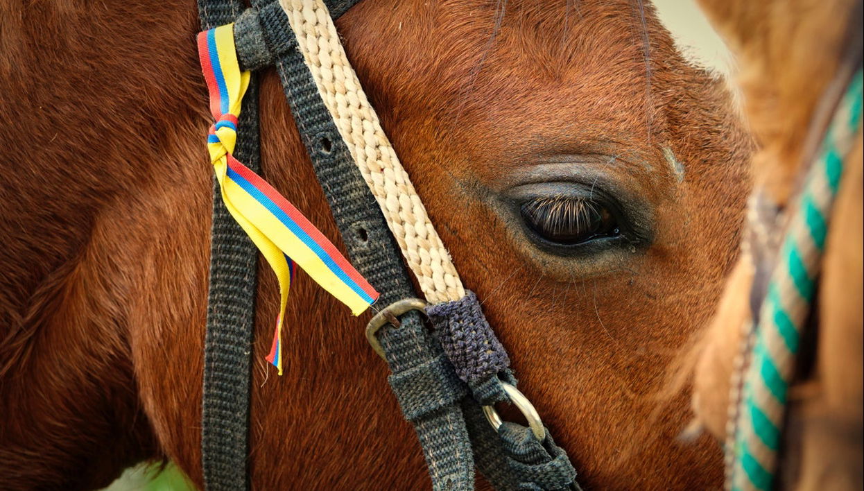 Passeio a cavalo por Silvia - Foto 1