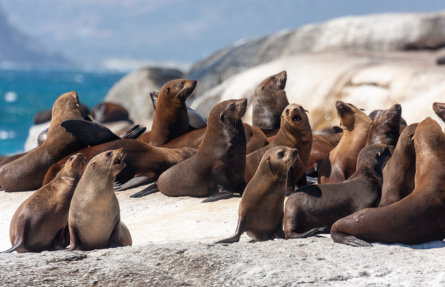 Baño con tiburones en False Bay - Foto 4