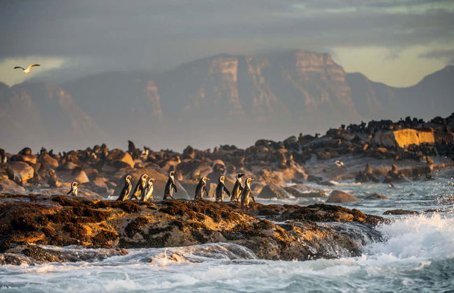 Baño con tiburones en False Bay - Foto 5