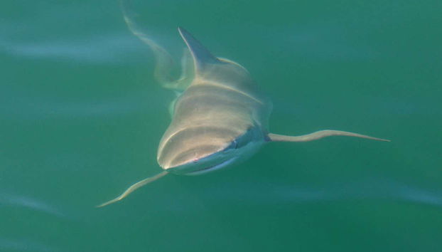 Nage avec des requins à False Bay - Photo 5