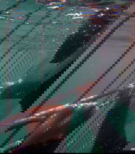 Foto de Baño con tiburones en False Bay