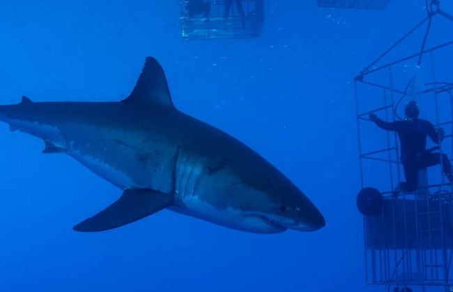 Baño con tiburones en False Bay - Foto 7
