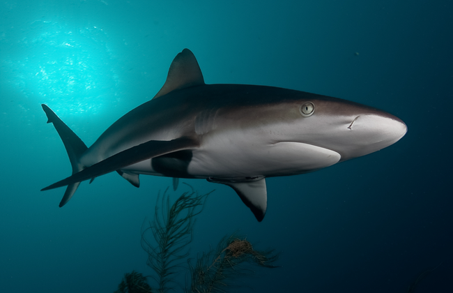 Baño con tiburones en False Bay - Foto 2