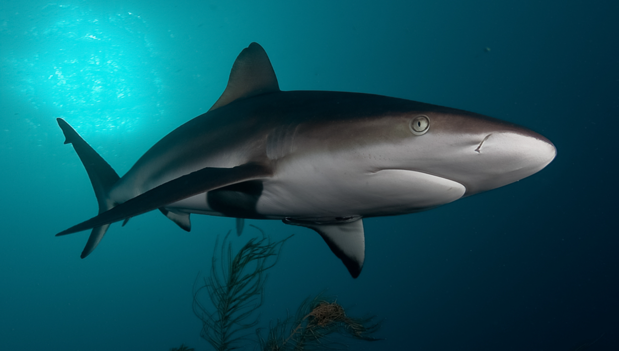 Nage avec des requins à False Bay - Photo 1