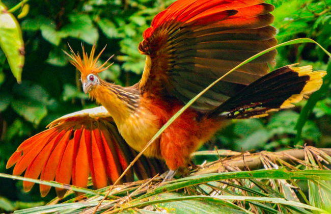 Tour de 4 días por el Río Yanayacu con avistamiento de aves - Foto 3