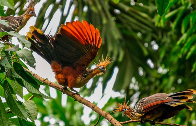 Tour de 4 días por el Río Yanayacu con avistamiento de aves - Foto 5