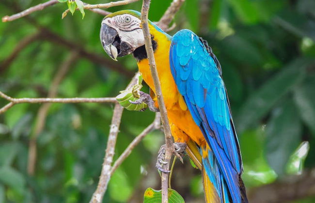 Tour de 4 días por el Río Yanayacu con avistamiento de aves - Foto 8