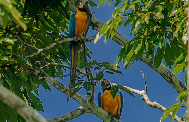 Tour de 4 días por el Río Yanayacu con avistamiento de aves - Foto 6