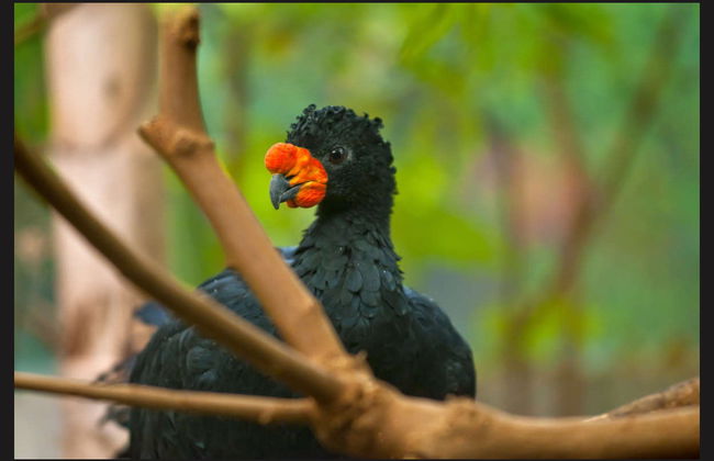 Tour de 4 días por el Río Yanayacu con avistamiento de aves - Foto 1