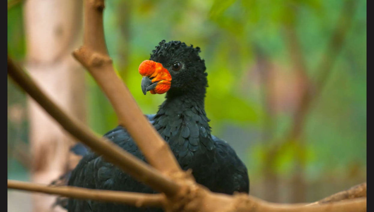 Tour de 4 días por el Río Yanayacu con avistamiento de aves - Foto 1