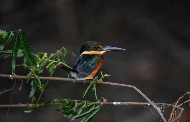 Tour de 4 días por el Río Yanayacu con avistamiento de aves - Foto 7