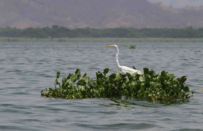 Coyuca Lagoon Sea Turtle Release - Foto 6