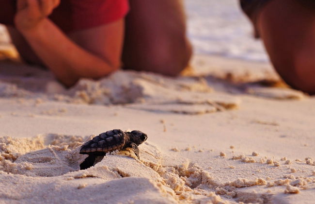 Coyuca Lagoon Sea Turtle Release - Foto 1