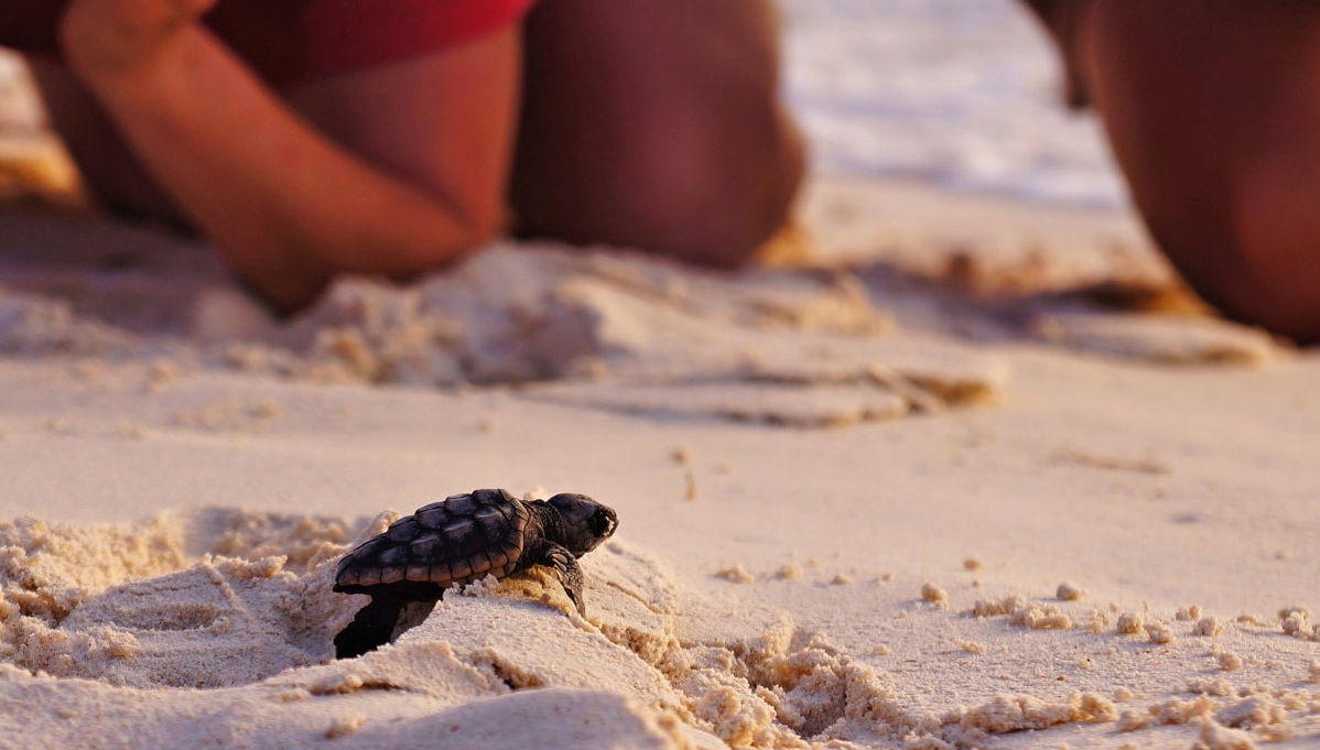 Coyuca Lagoon Sea Turtle Release - Foto 1