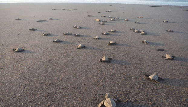 Coyuca Lagoon Sea Turtle Release - Foto 3