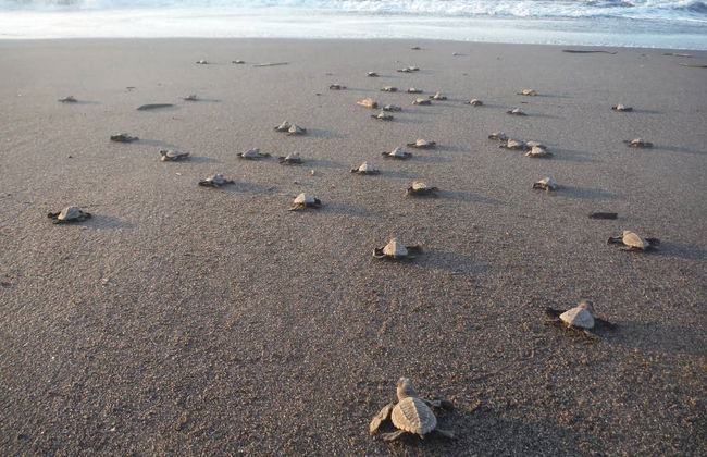 Coyuca Lagoon Sea Turtle Release - Foto 3