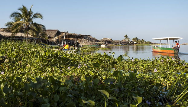 Coyuca Lagoon Sea Turtle Release - Foto 4