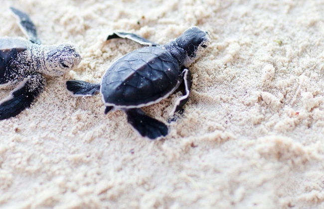 Libération de tortues dans la lagune de Coyuca - Photo 2