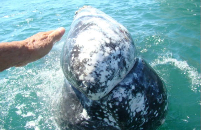 Avistamiento de ballenas en la bahía de Magdalena - Foto 2
