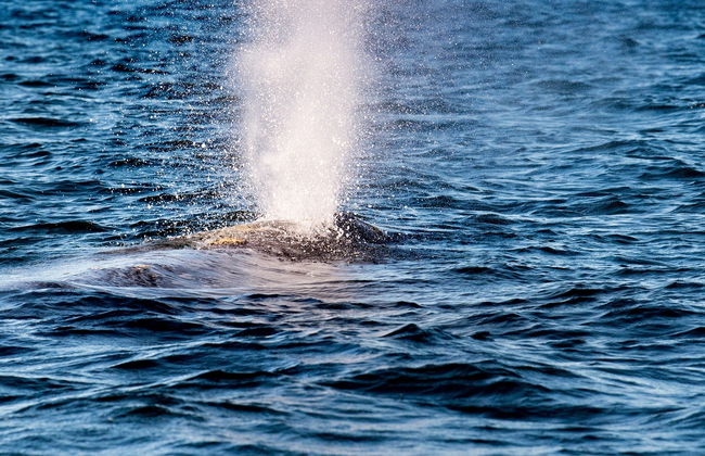 Avistamiento de ballenas en la bahía de Magdalena - Foto 8