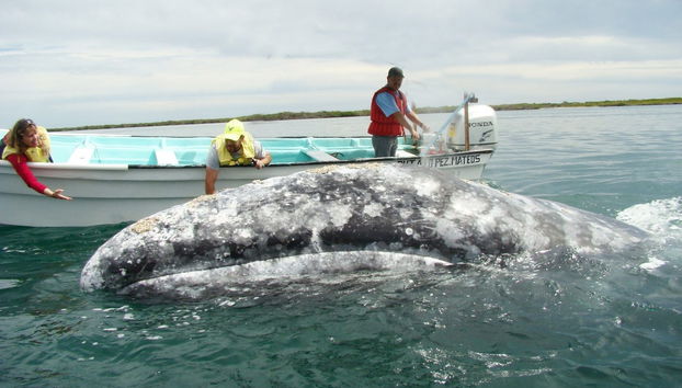 Magdalena Bay Whale Watching - Foto 2