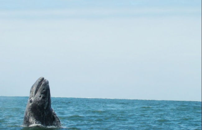 Avistamiento de ballenas en la bahía de Magdalena - Foto 3