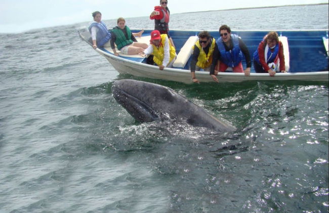 Avistamiento de ballenas en la bahía de Magdalena - Foto 6