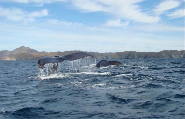 Avistamiento de ballenas en la bahía de Magdalena - Foto 5