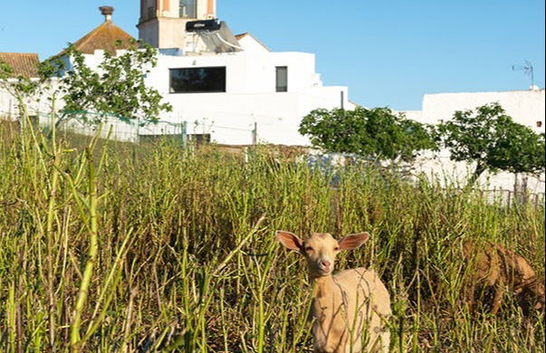 Visita guiada por el barrio de la Villa - Foto 4