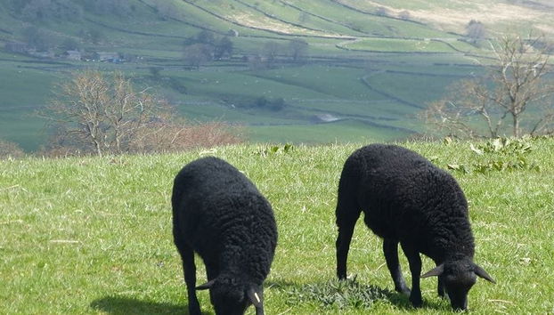 Yorkshire Dales National Park Day Trip - Foto 3
