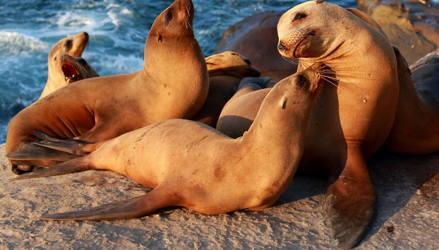 San Diego Private Tour - Foto 4