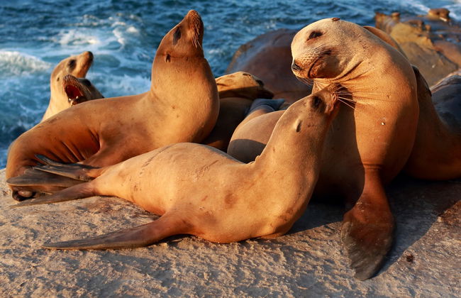 Tour privado por San Diego - Foto 4