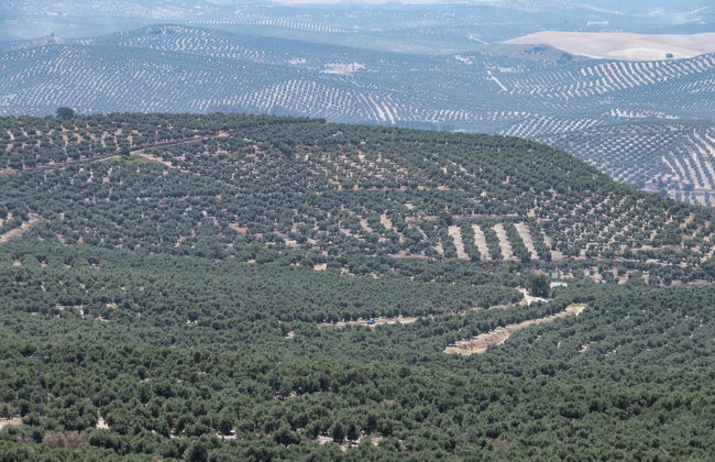 Visita guiada por la almazara El Alcázar - Photo 1