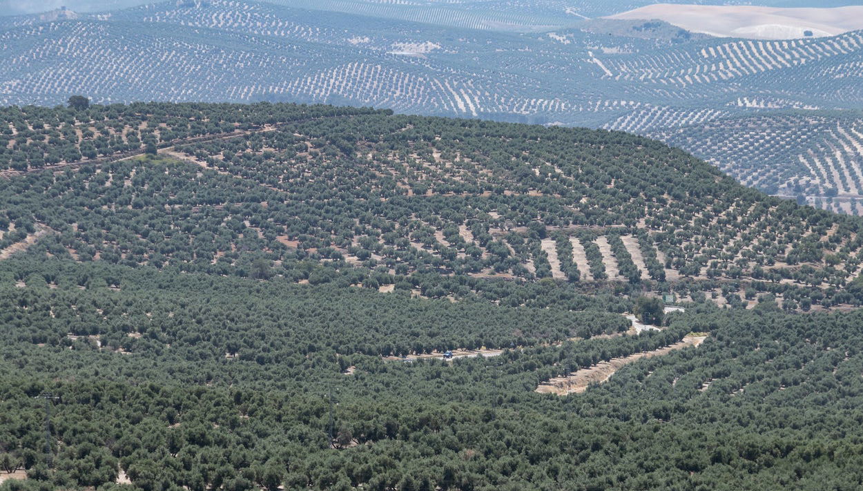Visita guiada por la almazara El Alcázar - Foto 1