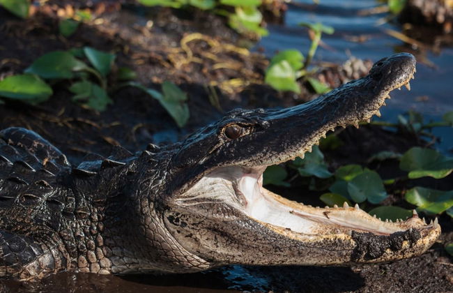 Hovercraft Tour of the Everglades - Photo 1
