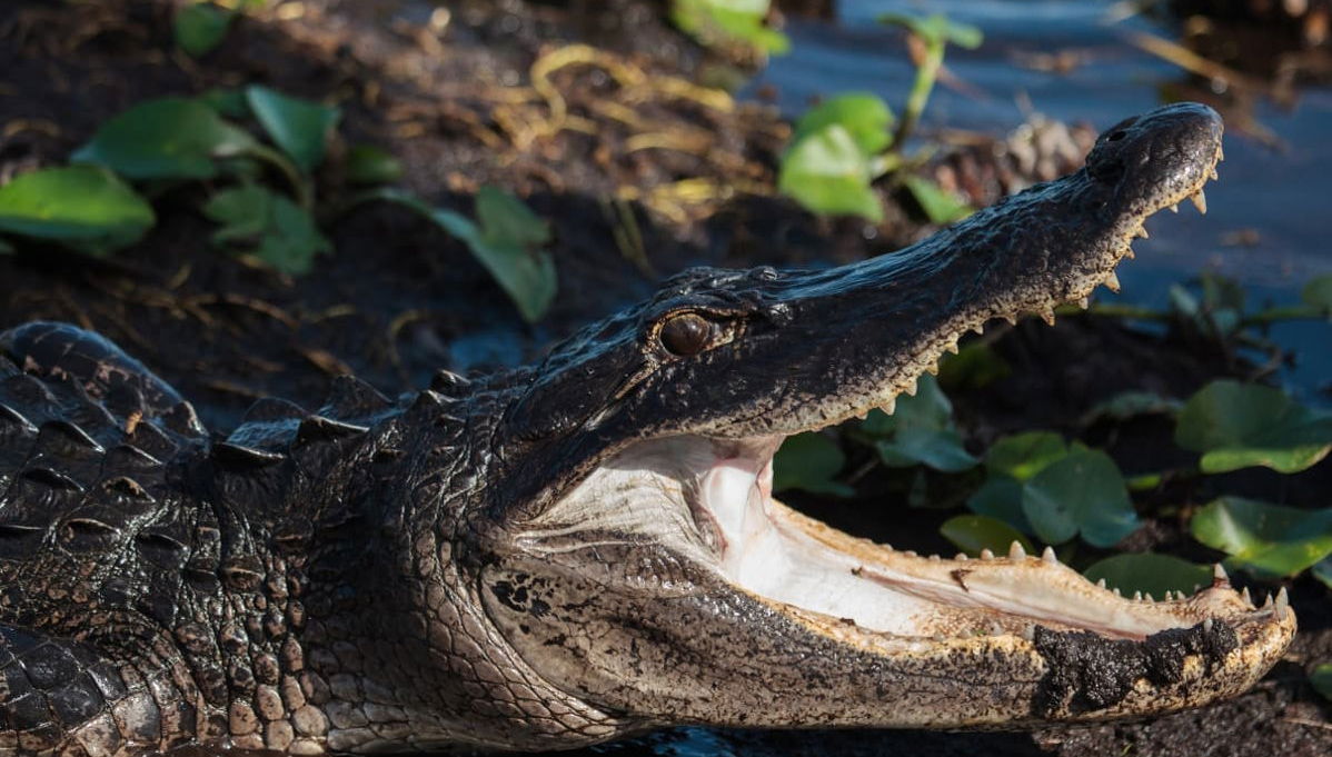 Hovercraft Tour of the Everglades - Foto 1