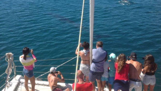 Lagos Boat Trip - Foto 3