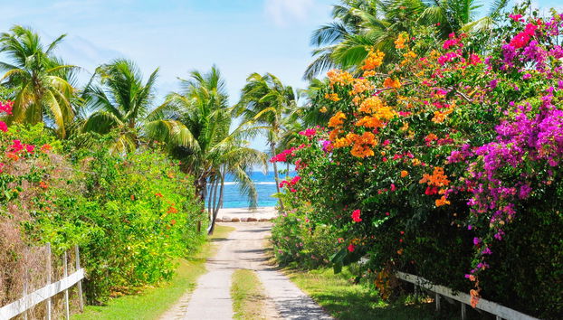 Nevis Island Excursion - Photo 3