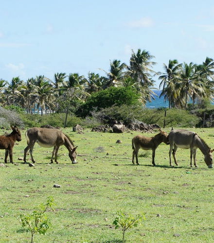 Foto de Excursión a la isla Nieves