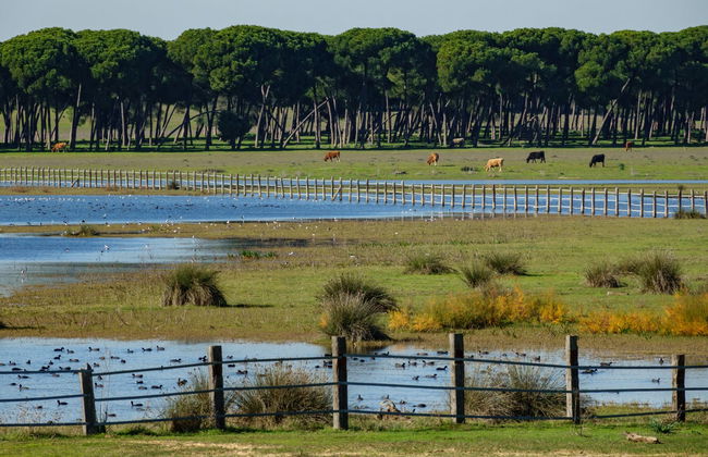 Tour en 4x4 por el Parque Nacional de Doñana - Foto 1