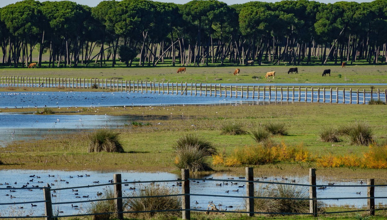 Tour en 4x4 por el Parque Nacional de Doñana - Foto 1