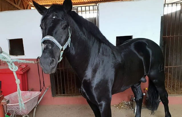 Passeio a cavalo por Doñana - Foto 5