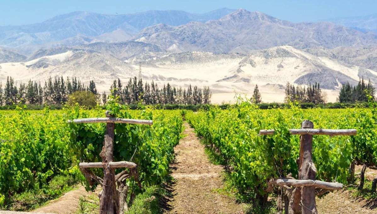 Tour del pisco y el vino - Foto 1