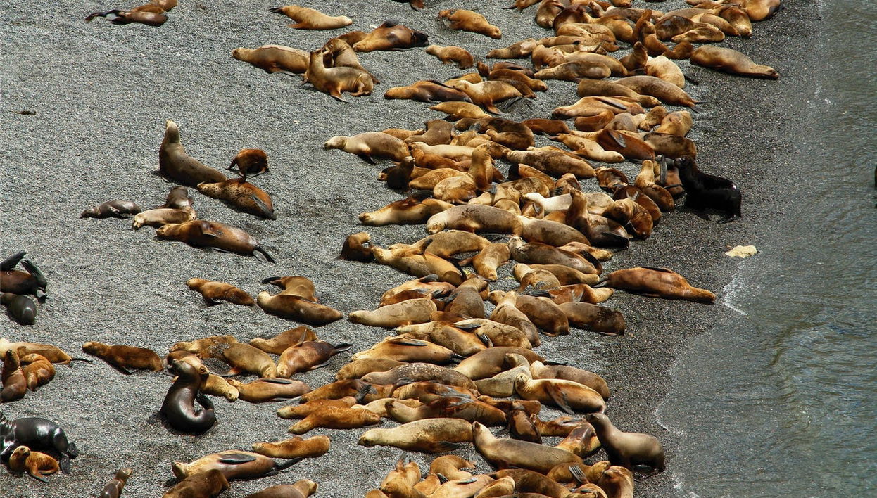 Excursion à Punta Loma et au Cerro Avanzado - Photo 1