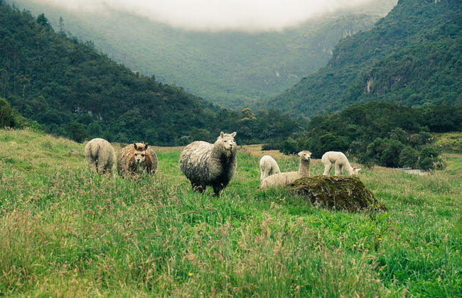 Trilha pelo Parque Nacional Cajas - Foto 5