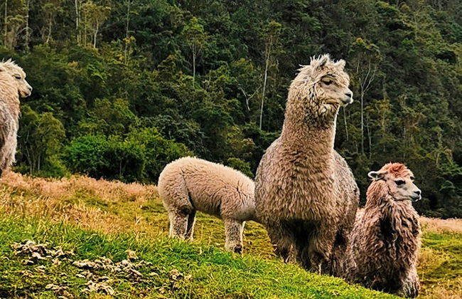 Trilha pelo Parque Nacional Cajas - Foto 8