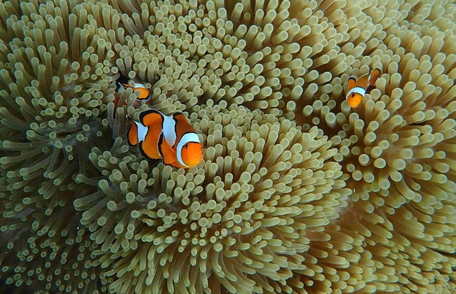 Excursión a las islas Mai Thon, Racha y Coral - Foto 2