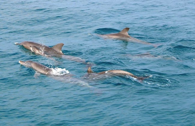 Excursión a las islas Mai Thon, Racha y Coral - Foto 5