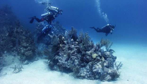 Xcalak Scuba Diving - Foto 2